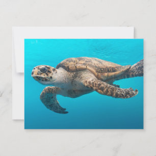 Sea Turtle Swimming Postcard