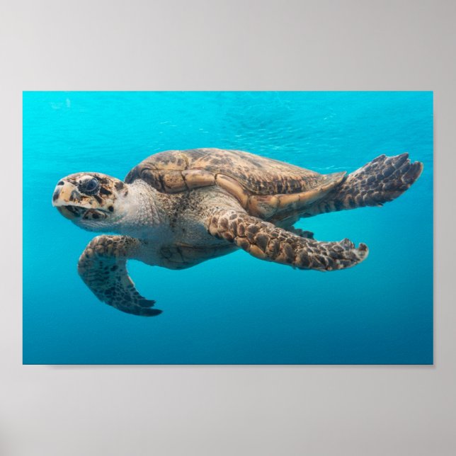 Sea Turtle Swimming Poster (Front)