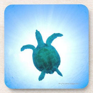 Sea turtle swimming underwater coaster