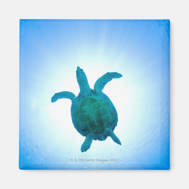 Sea turtle swimming underwater magnet (Front)