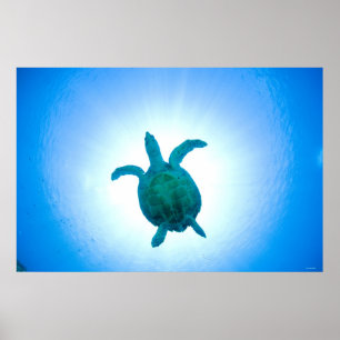 Sea turtle swimming underwater poster