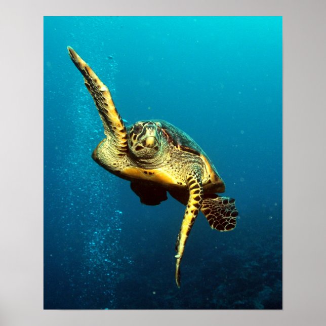 Sea Turtle Swimming Underwater Poster (Front)