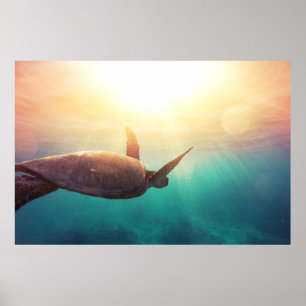 Sea Turtle - Underwater Nature Photography Poster
