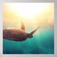 Sea Turtle - Underwater Nature Photography