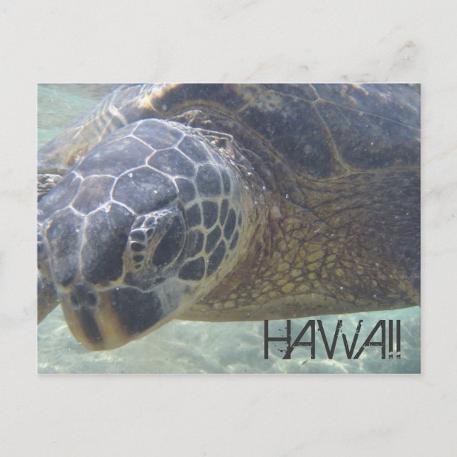Sea Turtle underwater postcard (Front)