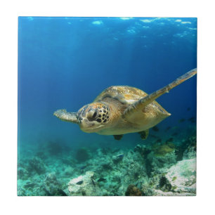 Sea turtle underwater tile