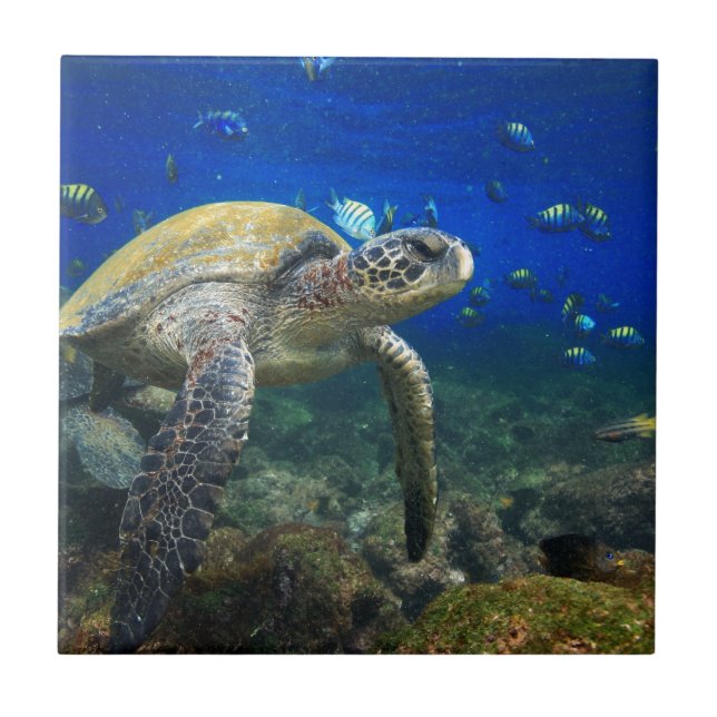 Sea turtle underwater tropical Pacific ocean Tile (Front)