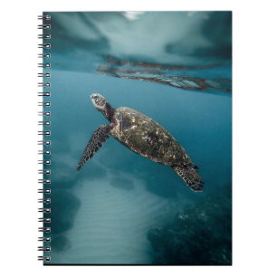 Sea Turtles And reptiles Wild Animal Photography Notebook
