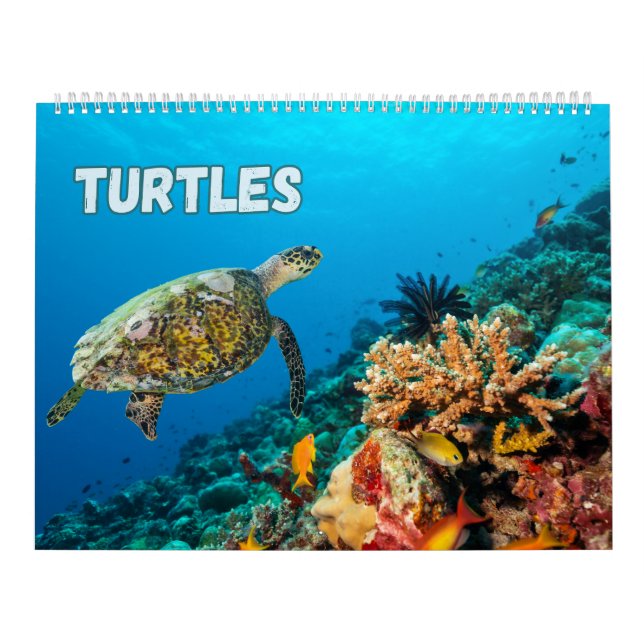 Sea Turtles and Turtles  Calendar (Cover)