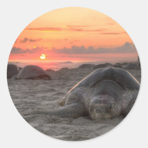 Sea Turtles at Sunset Classic Round Sticker