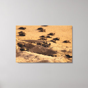 Sea Turtles Canvas Print