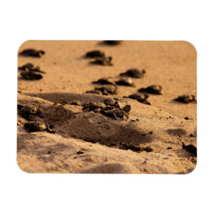 Sea Turtles Magnet
