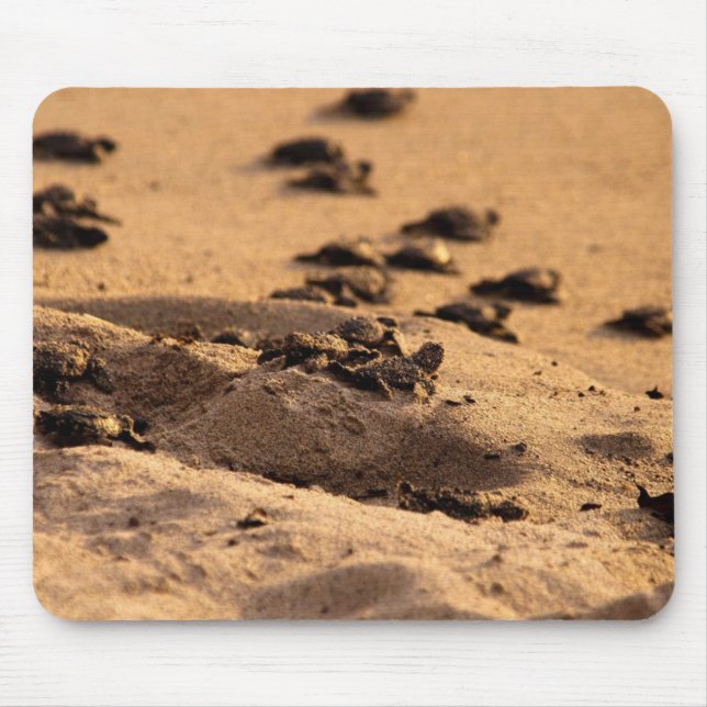 Sea Turtles Mouse Mat (Front)