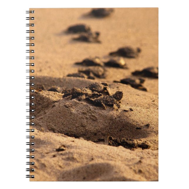 Sea Turtles Notebook (Front)