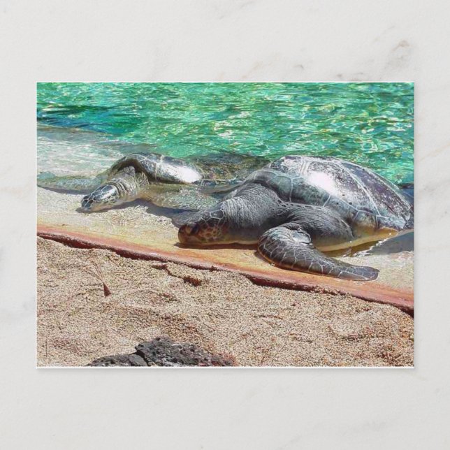 sea turtles postcard (Front)