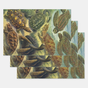 Sea Turtles Vintage Land Tortoise by Ernst Haeckel Wrapping Paper Sheet
