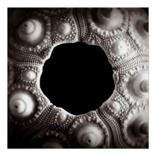 Sea Urchin Black & White Photography 20x20 poster