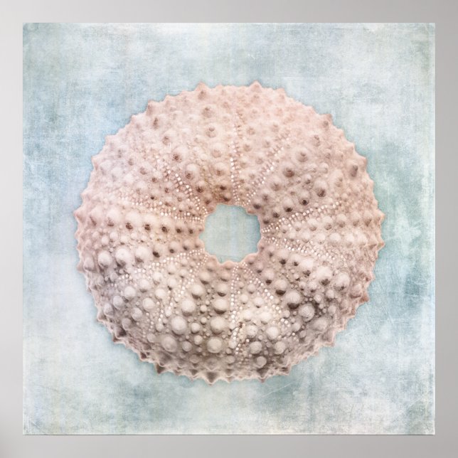 Sea Urchin Distressed Coastal Blue Cream Painting Poster (Front)