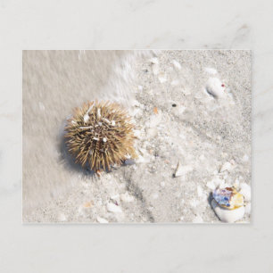 Sea Urchin in the Surf Postcard