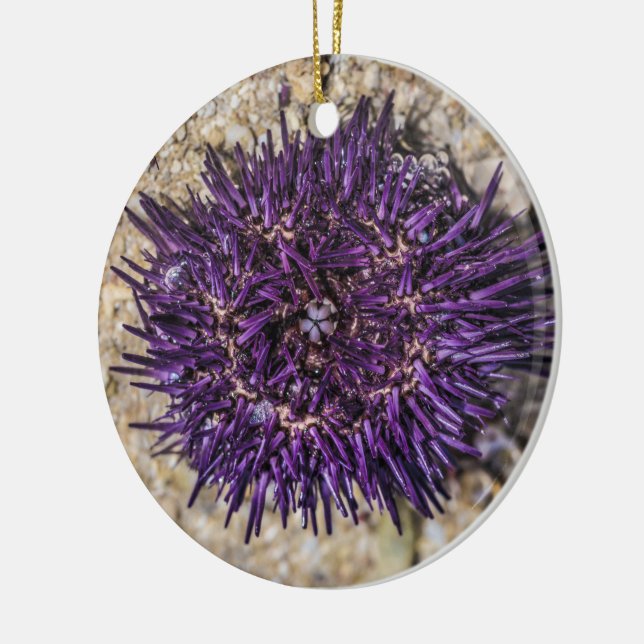 Sea Urchin Ocean Beach Holiday Summer Souvenir Ceramic Tree Decoration (Left)