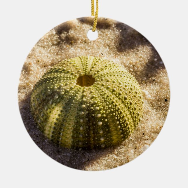 Sea Urchin on beach Ceramic Tree Decoration (Front)