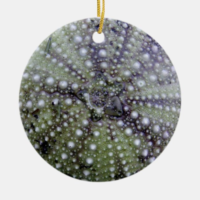 Sea Urchin Seashell Ceramic Tree Decoration (Front)