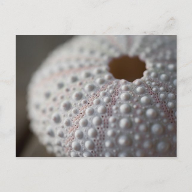 Sea Urchin Shell Postcard (Front)