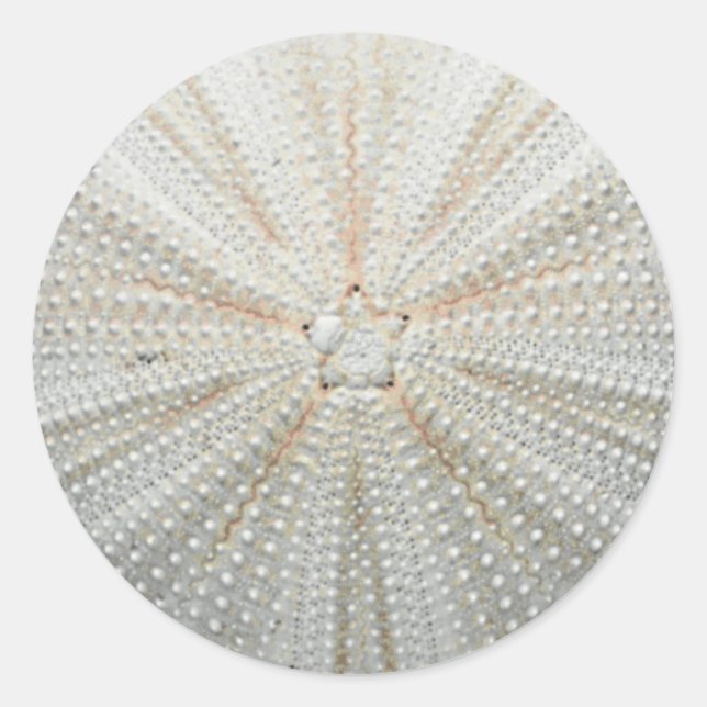 Sea Urchin Stickers (Front)