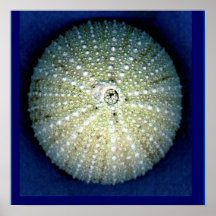 Sea Urchin Wall Poster