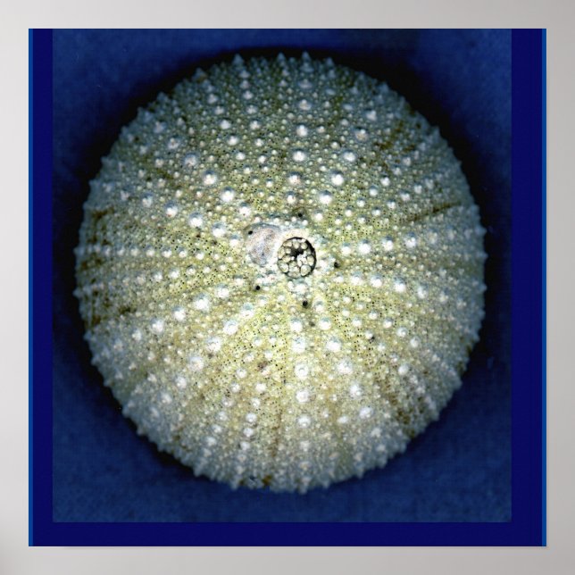 Sea Urchin Wall Poster (Front)