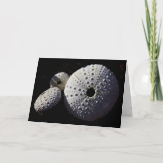 Sea Urchins Greeting Card