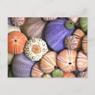 Sea Urchins Postcard