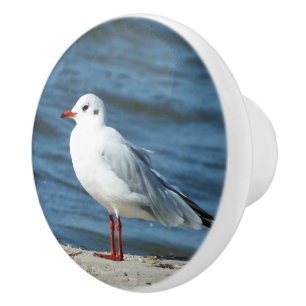 sea, water, seagull, bird, travel, blue, sky, ceramic knob