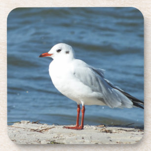 sea, water, seagull, bird, travel, blue, sky, coaster