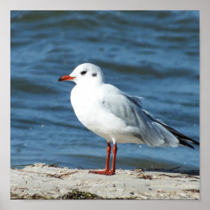 sea, water, seagull, bird, travel, blue, sky, poster