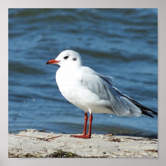 sea, water, seagull, bird, travel, blue, sky, poster (Front)