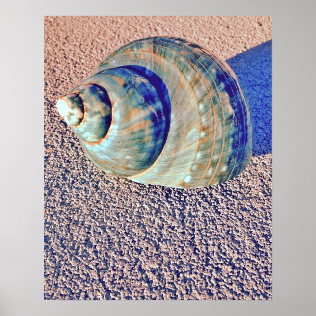 Sea Welk Seashell Poster (Front)