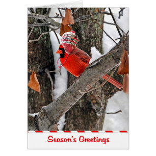 Seaason's Greetings Cardinal