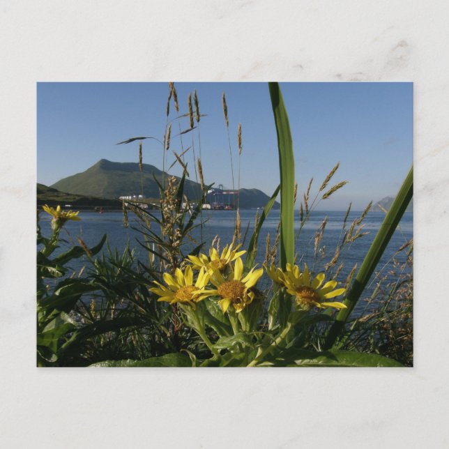 Seabeach Senecio, Unalaska Island Postcard (Front)