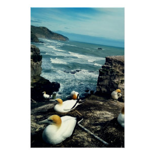 Seabird Australasian Gannets Breeding Photo Poster