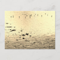 Seabirds in Sepia