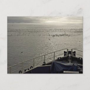 Seabirds off Tiglax bow near Chagulak Island Postcard