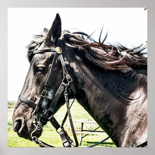 Seabiscuit Poster (Front)