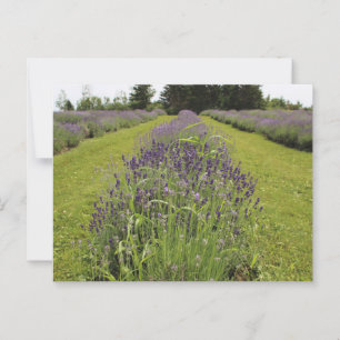 Seafoam Lavender Farm Postcard