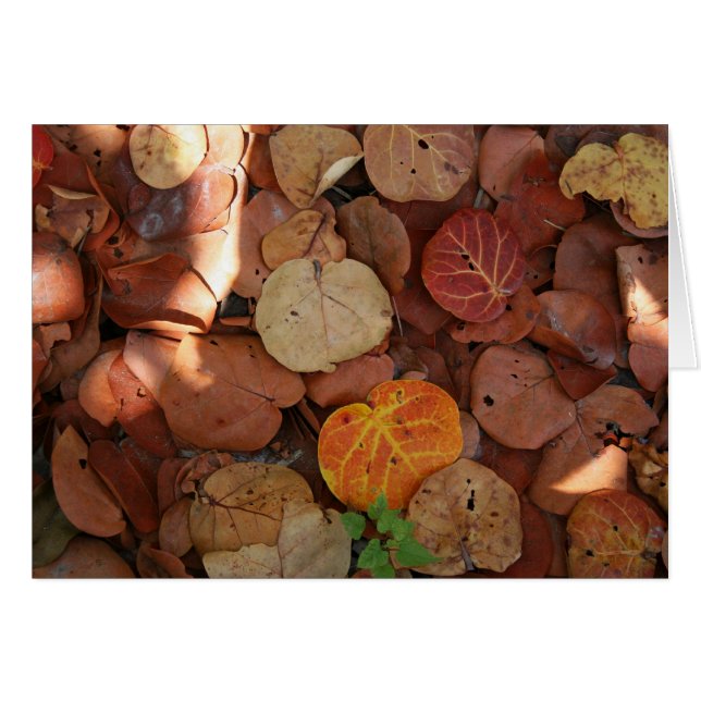 Seagrape Still Life (Front Horizontal)