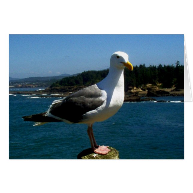SeaGull (Front Horizontal)