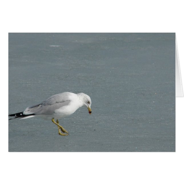 Seagull (Front Horizontal)