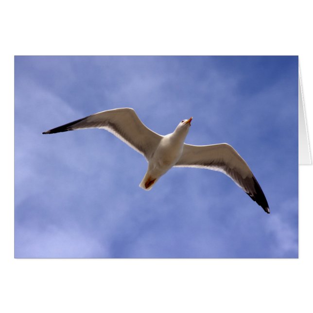 Seagull (Front Horizontal)