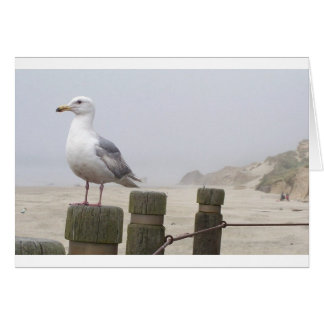 Seagull