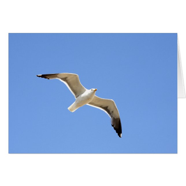 Seagull (Front Horizontal)